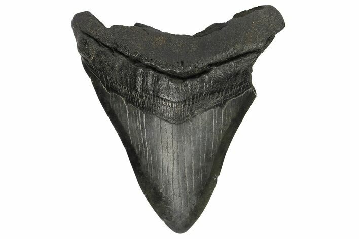 Fossil Megalodon Tooth - South Carolina #175982